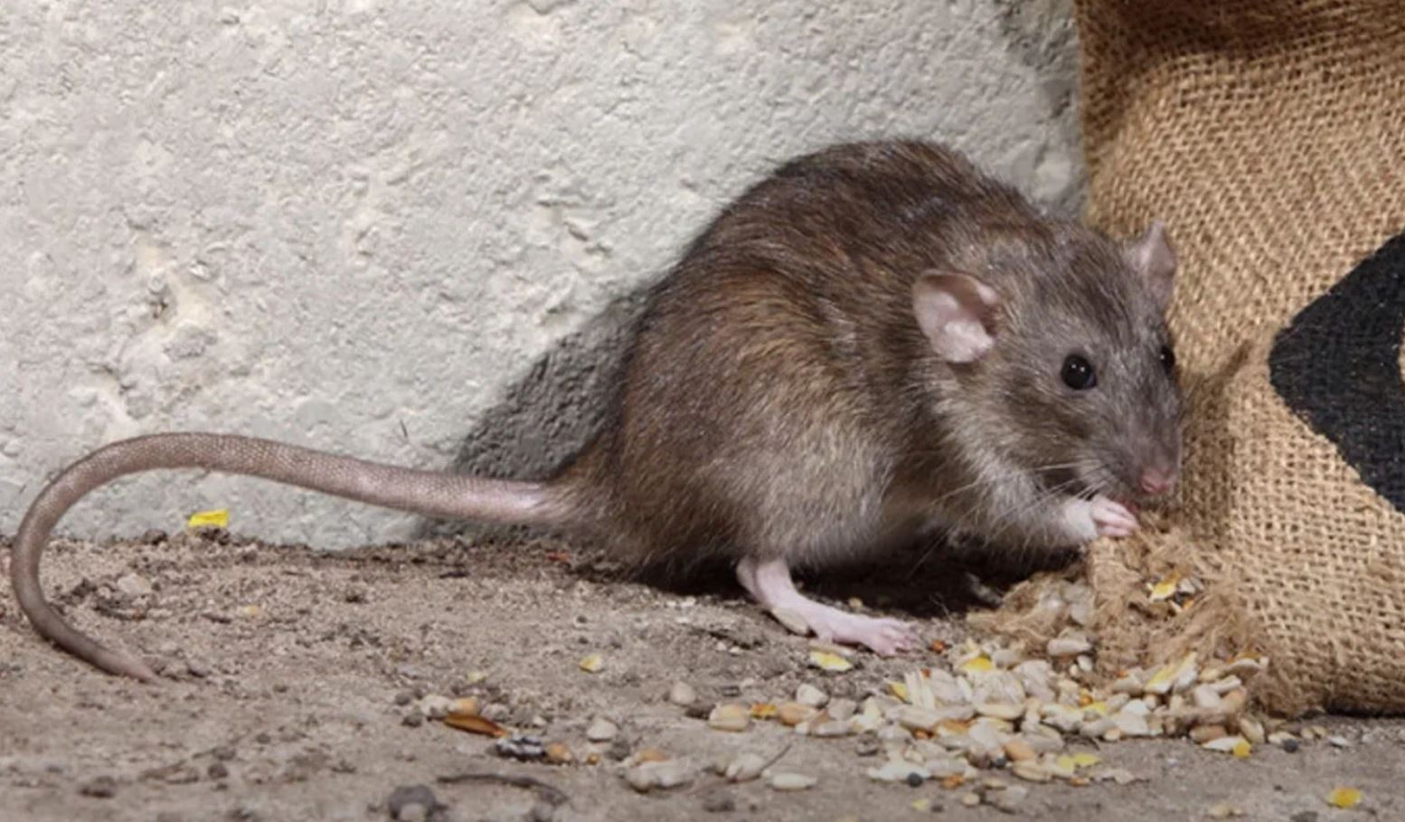 фото: Профессиональная дератизация в Одинцово: <br/>+7-909-173-42-96