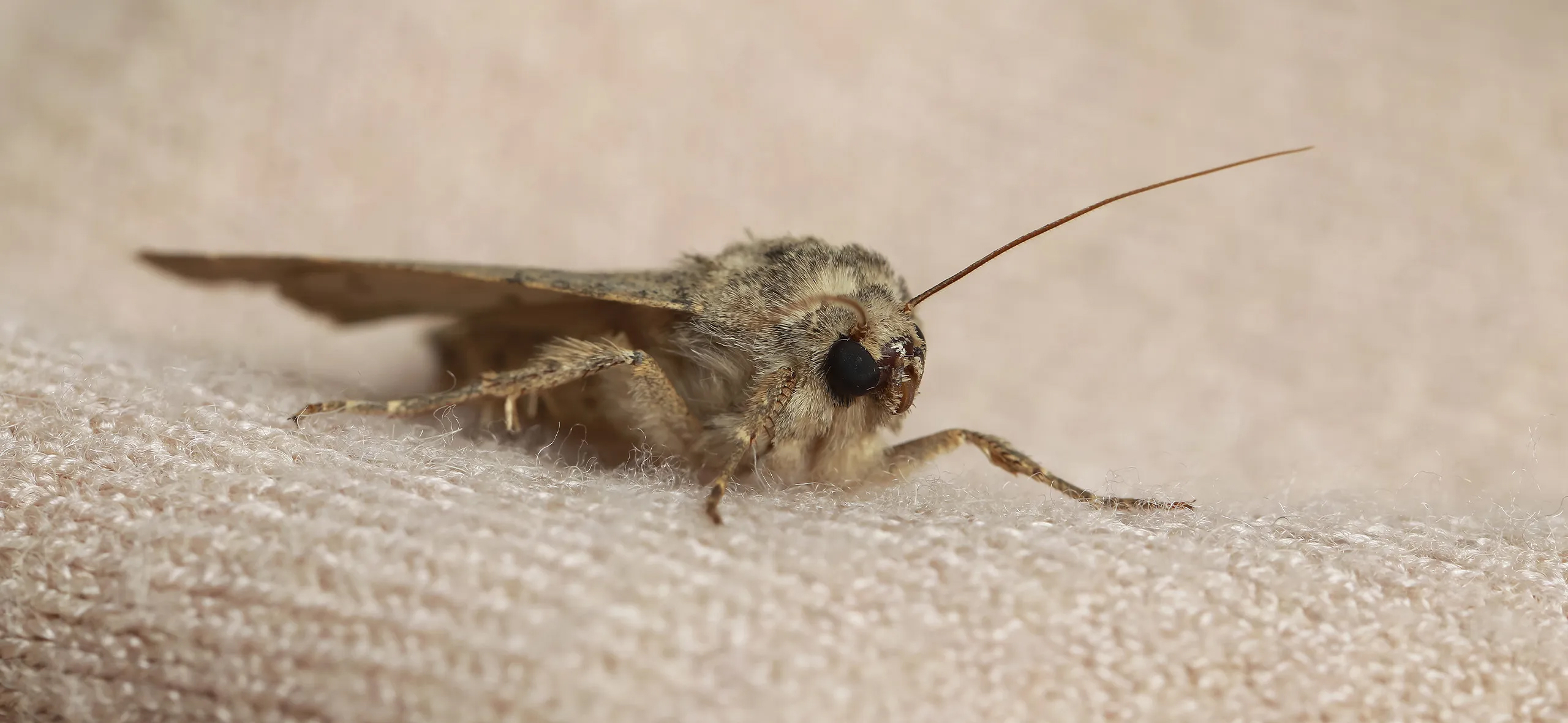 фото: Профессиональная обработка от моли в Одинцово: <br/>+7-909-173-42-96